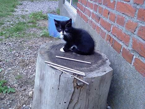 Blanding af racer Snuske billede 2