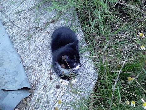 Blanding af racer Snuske billede 3