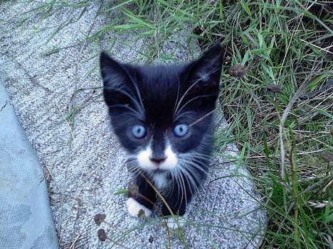 Blanding af racer Snuske billede 4