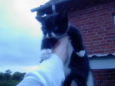 Blanding af racer Snuske billede 5