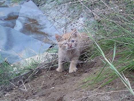 Blanding af racer Garfield billede 14