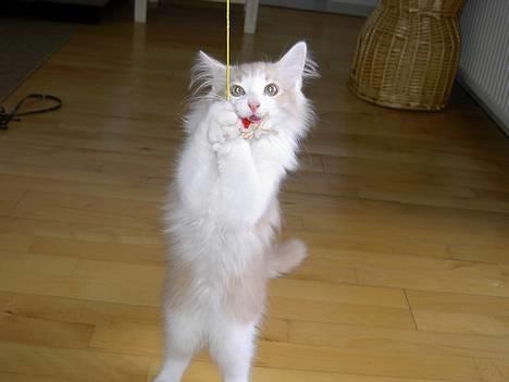 Norsk Skovkat Ol´s Nakuru R.I.P. - Jeg kan da sagtens fange den der. Og jeg kan også  stå på bagben, hi hi..... billede 14