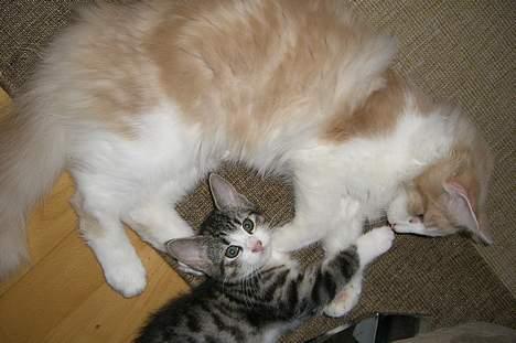 Norsk Skovkat Ol´s Nakuru R.I.P. - Dette er så min lillesøster. Vi elsker at lege. Og jeg elsker hende, lige fra den dag hun kom hjem til os. billede 15