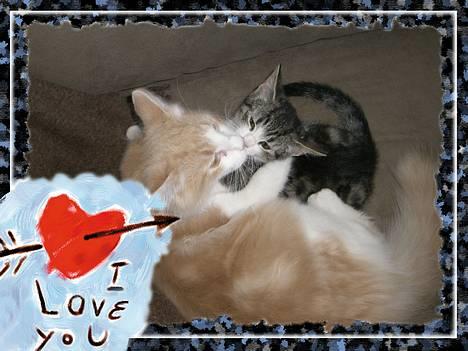 Norsk Skovkat Ol´s Nakuru R.I.P. - Mig og lillesøster kysser, hun er bare så søøøøød, thi hi hi..... billede 16