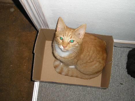 Huskat Hanibal ( Død ) billede 2