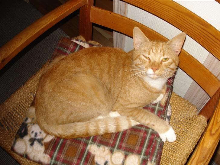 Huskat Hanibal ( Død ) - er jeg ikke sød! billede 3