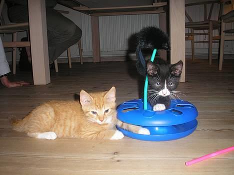 Huskat Hanibal ( Død ) - Har er min lillebror og mig, der leger mig vores legetøj!! billede 4