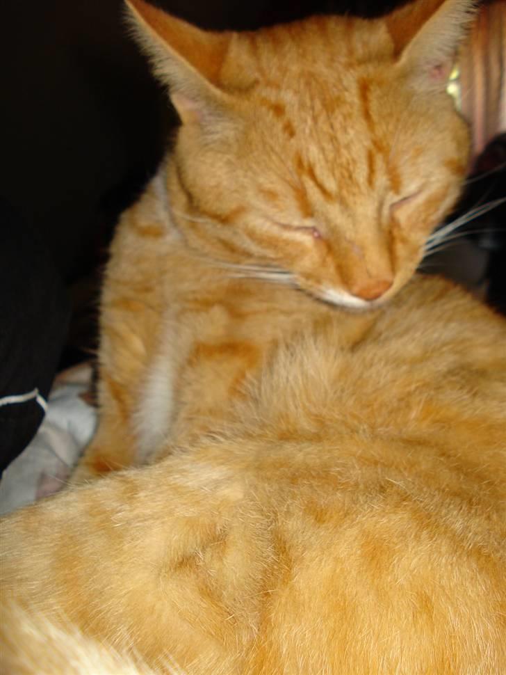 Huskat Hanibal ( Død ) billede 5