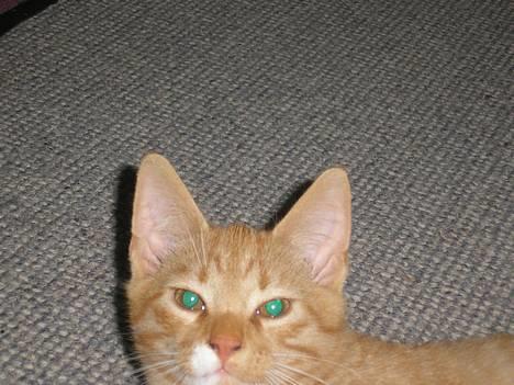 Huskat Hanibal ( Død ) billede 6