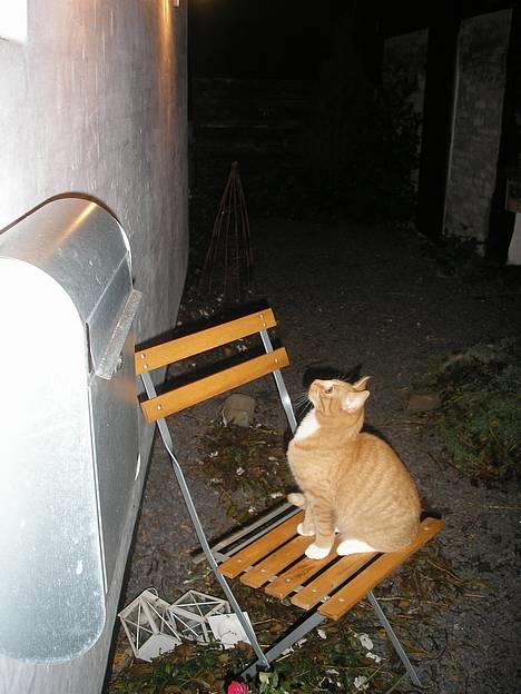 Huskat Hanibal ( Død ) - jeg ser tv!! billede 7