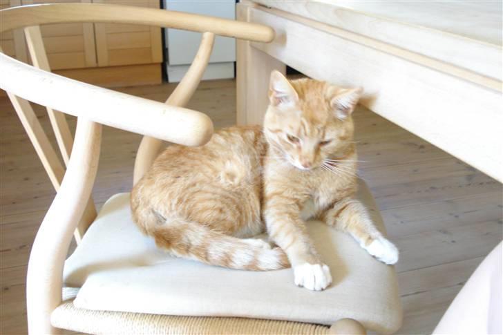 Huskat Hanibal ( Død ) - se mig! billede 8