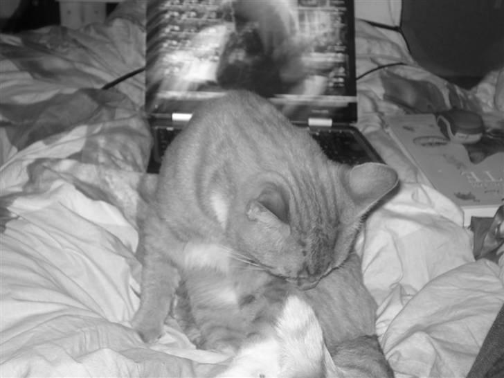 Huskat Hanibal ( Død ) billede 9