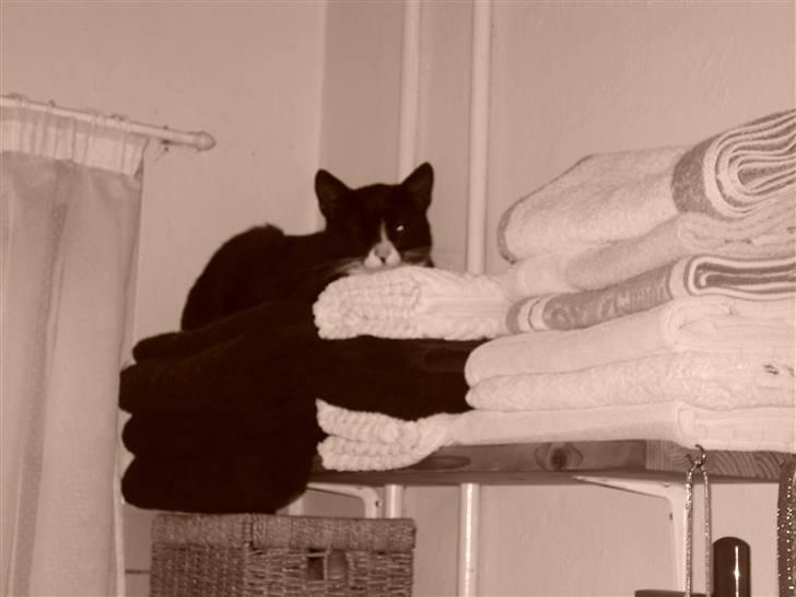 Huskat Fedtmule/Fede billede 1