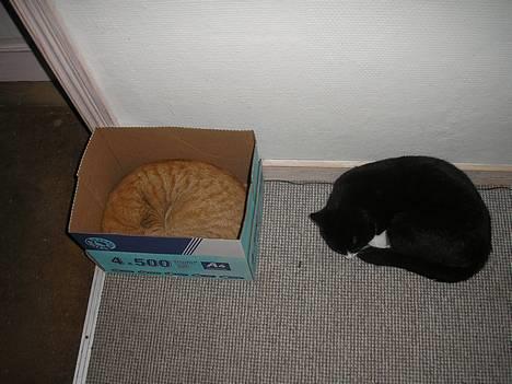 Huskat Fedtmule/Fede billede 2