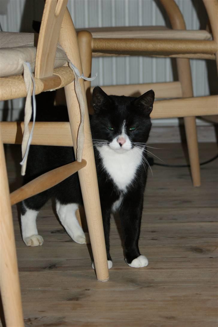 Huskat Fedtmule/Fede billede 3