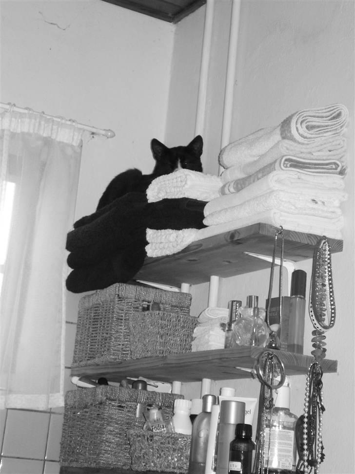 Huskat Fedtmule/Fede billede 5