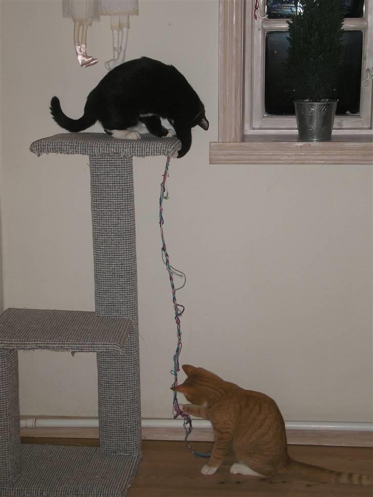 Huskat Fedtmule/Fede billede 6