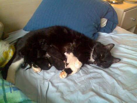 Huskat Gizmo - Her ligger Gizmo med sine sidste killinger. billede 1