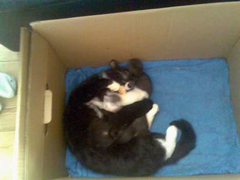 Huskat Gizmo - her ligger hun også og slapper af imens killingerne får lidt mælk. billede 2