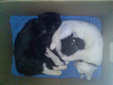 Huskat Gizmo - Her ligger hun sammen med min anden hun kat Turbo og deres killinger, der bliver rigtig hygget. billede 3