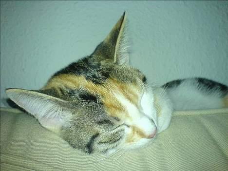 Huskat Akia - Endnu et closeup...jeg er altså kær når jeg sover :-) billede 9