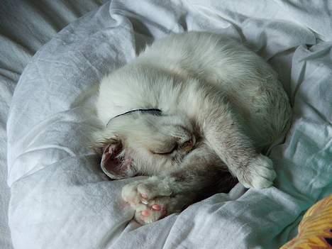 Hellig Birma Astaire ***Drøm sødt ;´(  billede 16