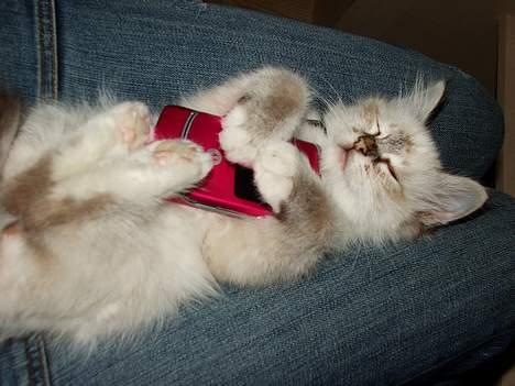 Hellig Birma Astaire ***Drøm sødt ;´(  - Hvis mobil sagde du??? billede 17