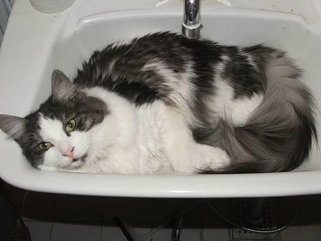 Blanding af racer Galatea - Var der nogen der sagde at main coon´en er glad for vand? januar. 2007 billede 2