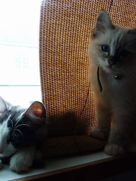 Hellig Birma Astaire ***Drøm sødt ;´(  - SE!!!! Jeg har fået en "lille" søster... :) ;) billede 18