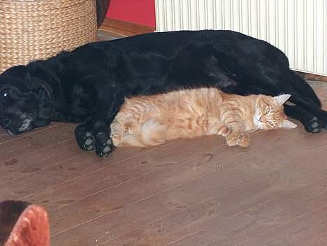 Maine Coon garfield - her er han sammen med hans gode ven Zeus,en blanding mellem newfoundlænder og labrador billede 1