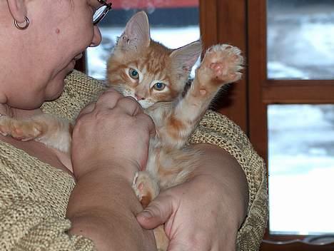 Maine Coon garfield - her er han meget lille,fylder ikke meget som man kan se. billede 2