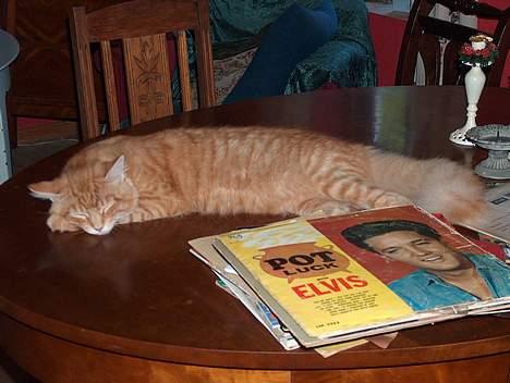 Maine Coon garfield - jeg slapper lige af billede 3