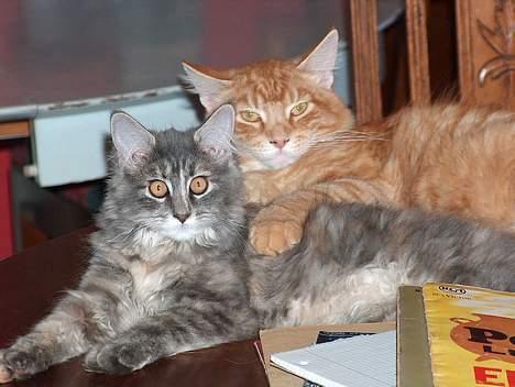 Maine Coon garfield - her er han sammen med vores ny erhvervelse,en silver tappy hun ,og  lyder navnet Bella.  billede 4