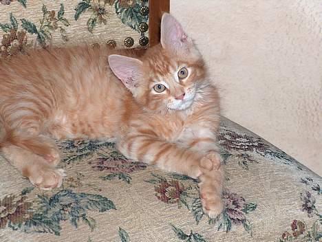 Maine Coon garfield - hva* laver du !!! billede 5