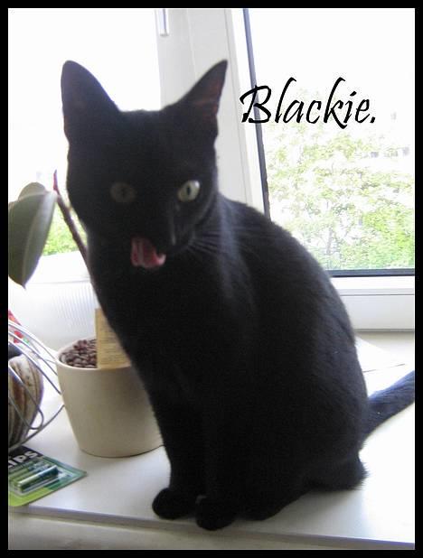 Blanding af racer Blackie - Hej og velkommen til Blakies profil husk og lig en kommentar og bedømmelse c",) billede 1