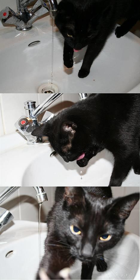 Blanding af racer Blackie - *NYT* lege lege lege,og lige et dask til kameraet:=) billede 2