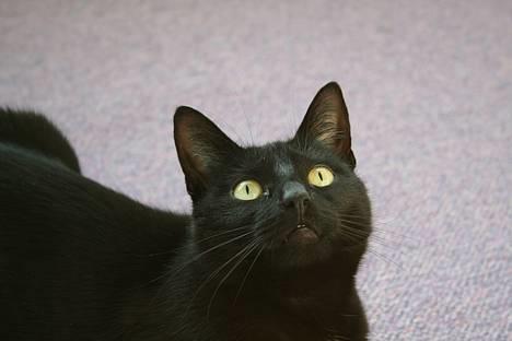 Blanding af racer Blackie - *NYT* HVAD!............ billede 3