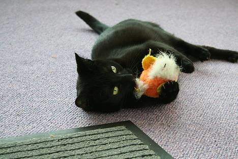 Blanding af racer Blackie - *NYT* MIN bamse.............. billede 4