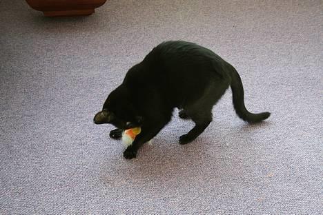 Blanding af racer Blackie - *NYT* Jeg skal gi dig skal jeg... billede 5