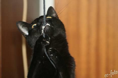 Blanding af racer Blackie - *NYT* Grrrrr dumme snor. billede 6