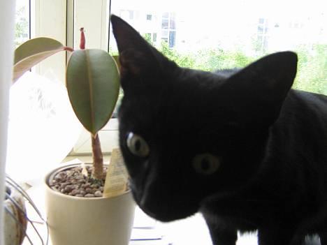 Blanding af racer Blackie - HVA MIG? billede 7