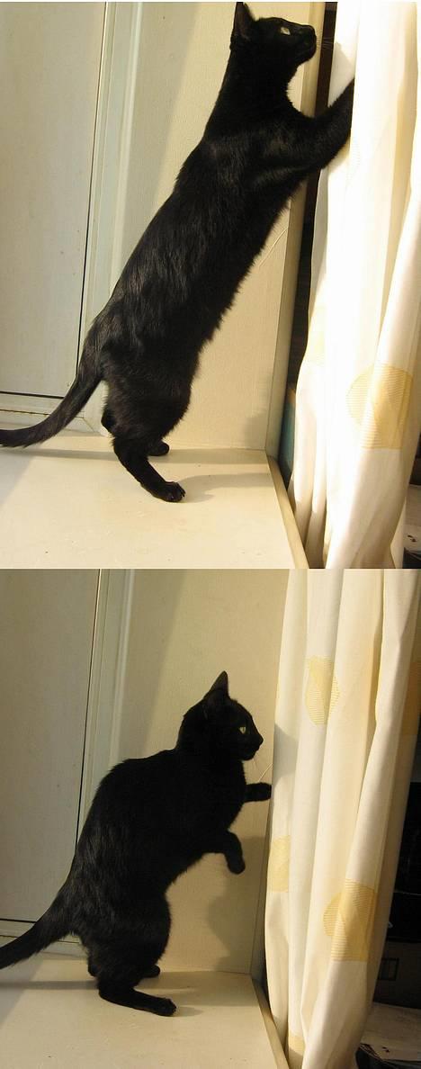 Blanding af racer Blackie - Øj et gardin,så skal der LEGES... billede 8