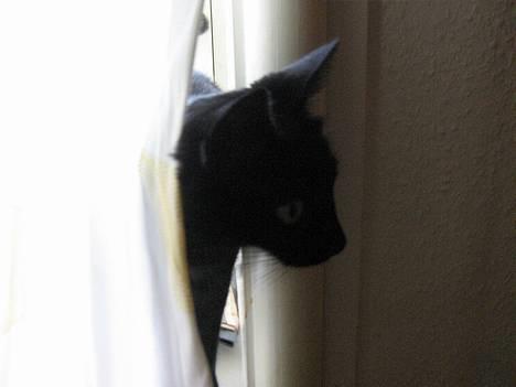 Blanding af racer Blackie - Juhuuuuuuuuuuuu!.......... billede 9