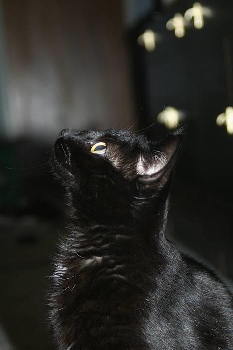 Blanding af racer Blackie - *NYT* Hm vanker der mon noget mad???? billede 10