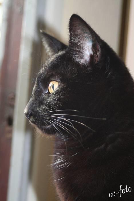 Blanding af racer Blackie - *NYT* billede 11