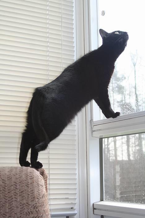 Blanding af racer Blackie - *NYT*  WOW fed udsigt. billede 12