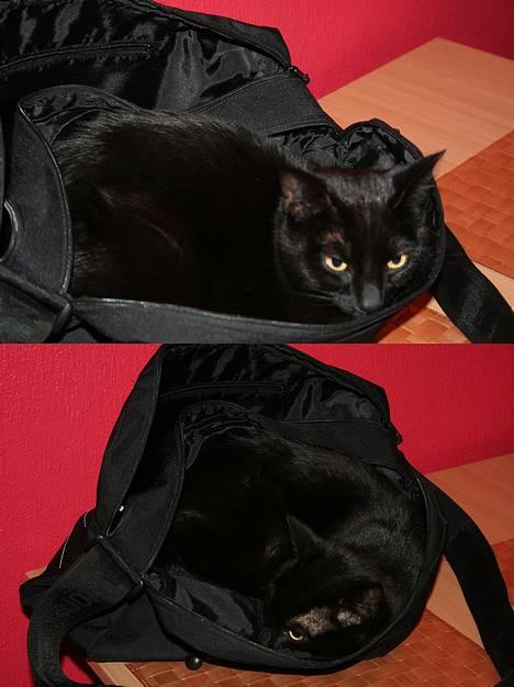 Blanding af racer Blackie - *NYT* Mors taske er nu bedst til en lille lur:=) billede 13