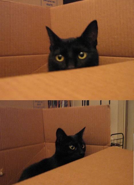 Blanding af racer Blackie - JA så er jeg klar til og flytte!........... billede 14