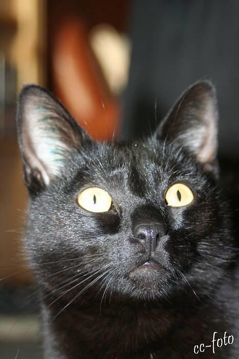 Blanding af racer Blackie - *NYT*  billede 15