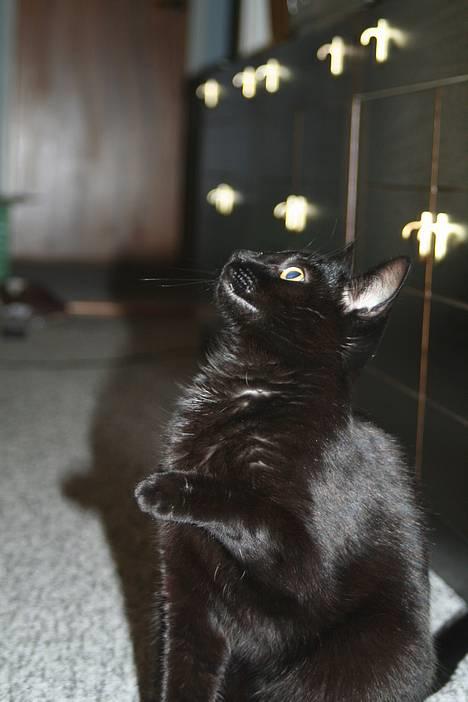 Blanding af racer Blackie - *NYT* se jeg kan oz gi´ pote... billede 16